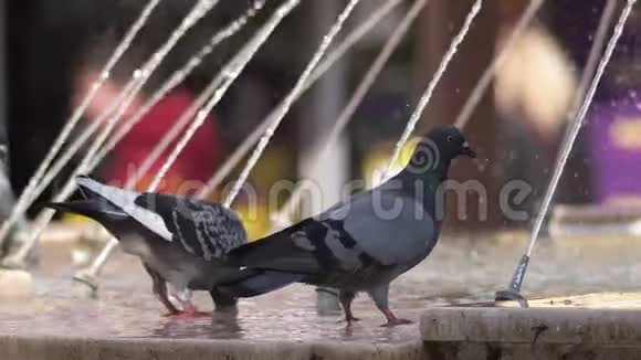 特写鸽子在喷泉里喝水视频的预览图