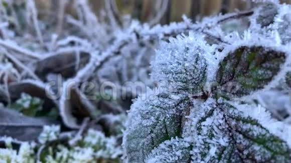霜冻的清晨黑莓叶子视频的预览图