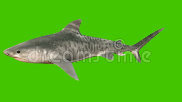 一条大鲨鱼在水里游来游去张开的大嘴里满是锋利的危险牙齿带有绿色屏幕的三维动画视频的预览图