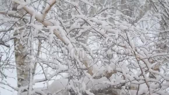 雪落在白雪覆盖的桦树枝上视频的预览图