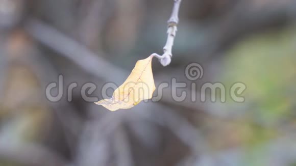 树枝上一片干燥的秋叶发出微风视频的预览图