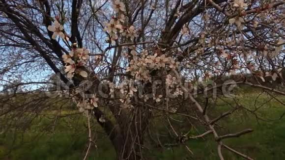 梅花树的多丽镜头视频的预览图