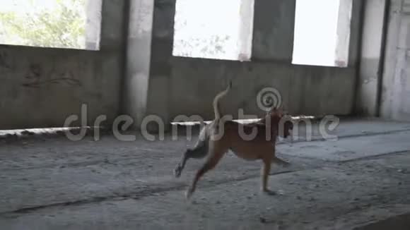 犬种美国斯塔福德郡的梗跑在一个废弃的建筑物周围那只狗在被毁的建筑物周围奔跑视频的预览图