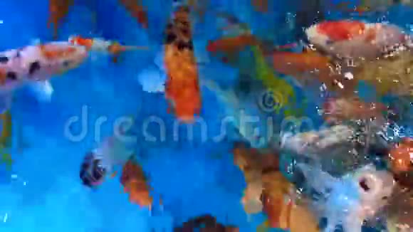 合上大群锦鲤大的彩色鱼大的大小在蓝色的水在水族馆4K视频的预览图