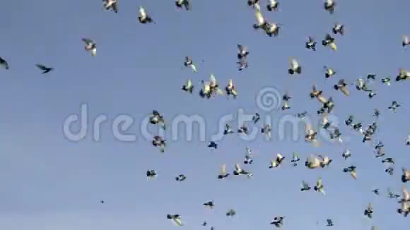 一大群鸽子在蓝天上飞舞一群野鸟在地上盘旋视频的预览图