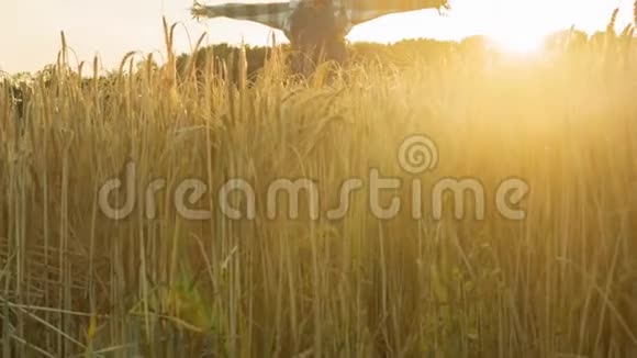 日落时分在麦田里看到一个稻草人视频的预览图