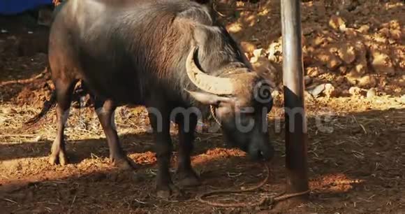 印度果阿院子里的水牛视频的预览图