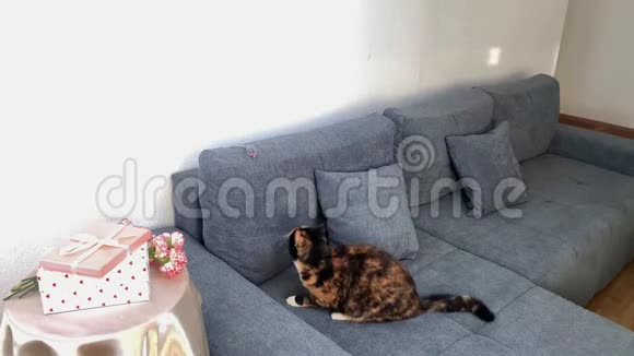 一束粉红色的康乃馨花盒子里的礼物放在圆桌上一只黑猫坐在灰色的沙发上玩着一个视频的预览图