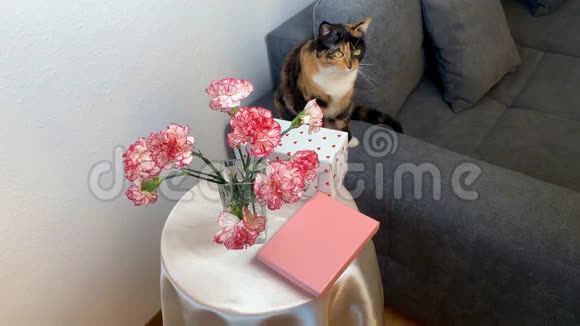 一束粉红色的康乃馨花放在花瓶里礼物放在盒子里放在圆桌上一只黑猫坐在灰色的沙发上视频的预览图