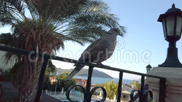 鸽子坐在酒店阳台上视频的预览图