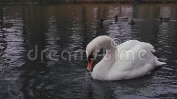 白天鹅秋天在公园湖吃面包视频的预览图