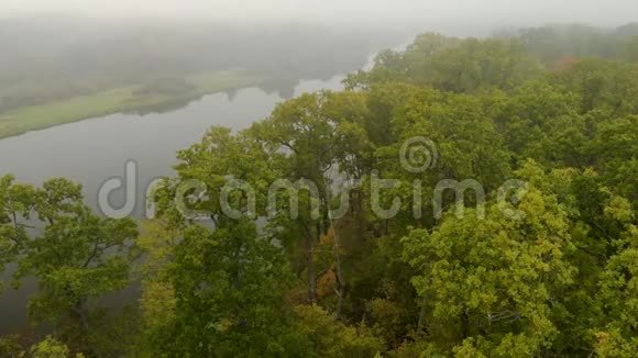 空中飞行在一条雾气蒙蒙的秋河背景下飞越森林中一棵绿色橡树的枝条视频的预览图