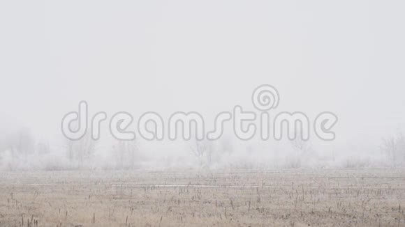 冬天的草地和大雪覆盖的大雾中的树木视频的预览图
