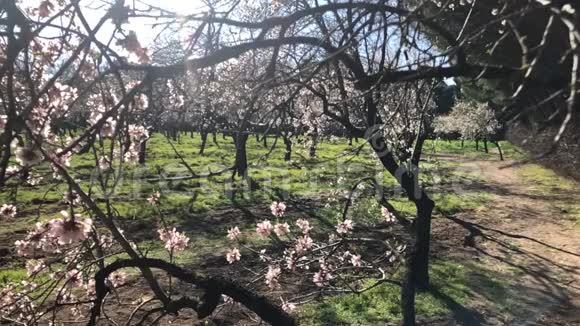 花瓣缓慢地飘落花中的杏仁树视频的预览图