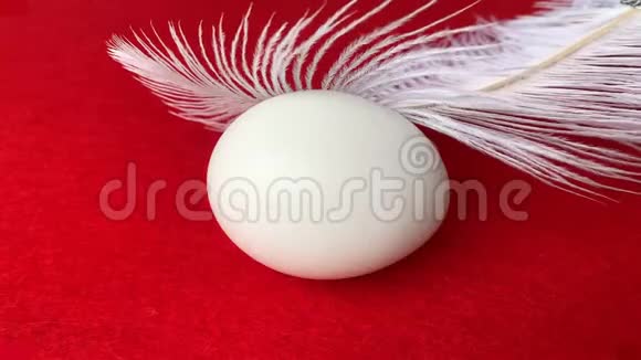 白鸡蛋放在红色的背景上上面覆盖着白色蓬松的羽毛复活节的概念视频的预览图