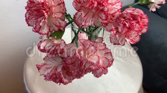 粉红色的康乃馨花束站在花瓶里甜蜜的家的概念视频的预览图