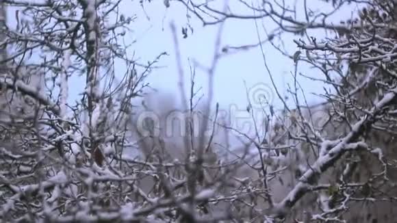 关闭冰冻的树枝视频的预览图