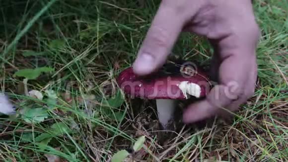 在阳光明媚的一天在秋天的森林里用刀子切蘑菇的采蘑菇手的特写镜头视频的预览图