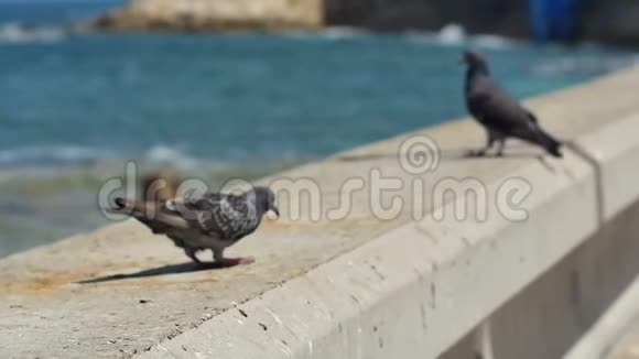 一对鸽子坐在海边视频的预览图