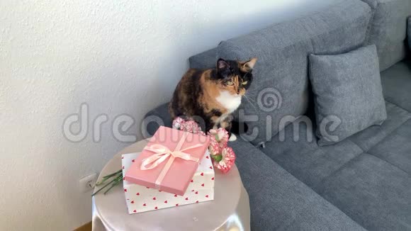 一束粉红色的康乃馨盒子里的礼物放在圆桌上一只黑猫坐在灰色的沙发上环顾四周这是一个概念视频的预览图