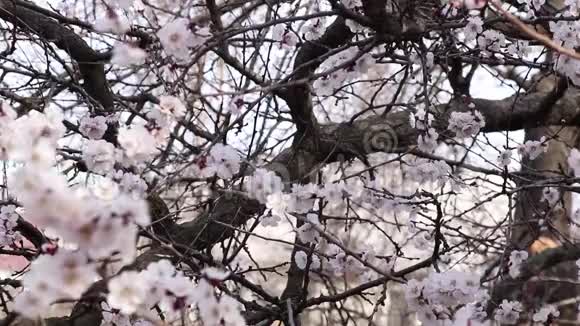 2020年春季大流行期间在室外盛开的杏树上挂着医用口罩视频的预览图
