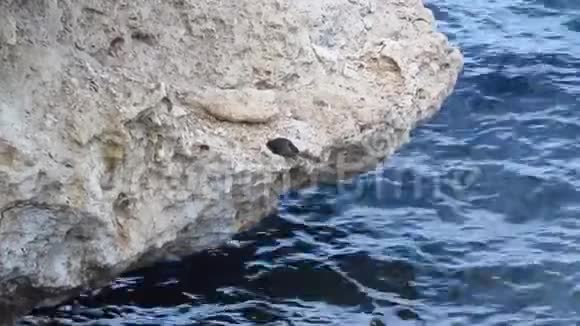 埃及沙姆沙伊赫红海的一块岩石上猎猎鹭鸟31视频的预览图