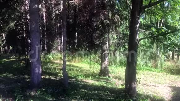 在森林里阳光明媚的一天针叶树的枝条森林里的树枝视频的预览图