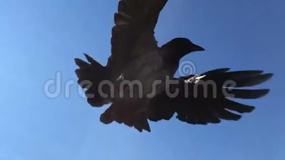老乌鸦乘飞机视频的预览图