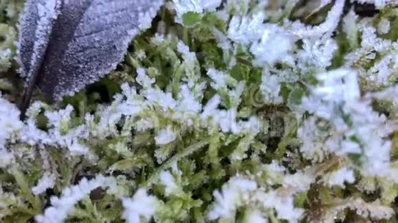 清晨霜冻覆盖着苔藓覆盖着霜冻视频的预览图