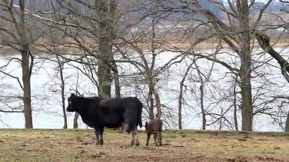 小可爱的灰牛小牛在草地上和池塘一起奔跑捷克景观视频的预览图