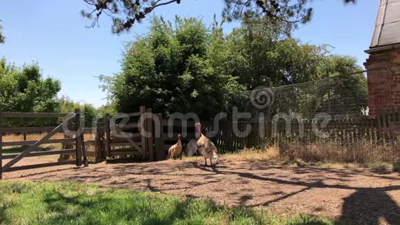 塔斯马尼亚农村的一个农场里的一群火鸡视频的预览图