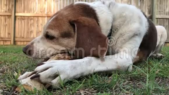 小猎犬躺在草地上嚼着骨头视频的预览图