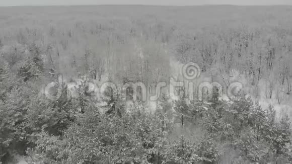 冬季山雪空中森林顶部景观视频的预览图