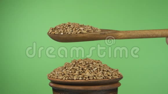 动作缓慢麦粒从一个木勺子上得到足够的睡眠在一堆泥土碗里视频的预览图