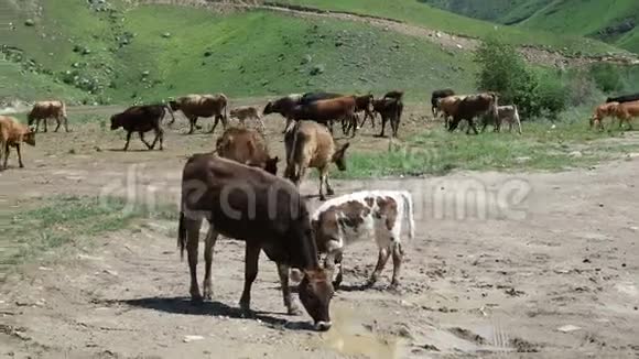 一群牛在一个浇水洞里在美丽的山景背景下奶牛从水坑里喝水视频的预览图