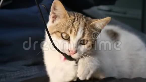 小猫咀嚼和咬USB电缆视频的预览图