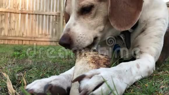 小猎犬躺在草地上嚼着骨头视频的预览图