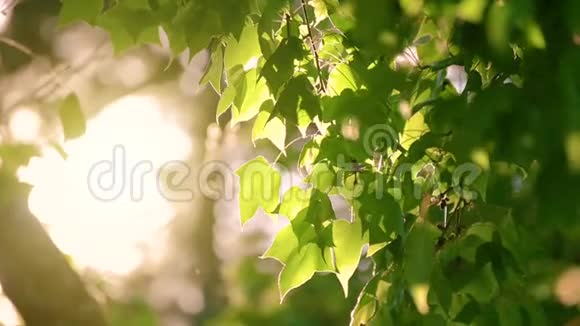 光照在树叶上风慢慢吹夏天的气氛很暖和视频的预览图