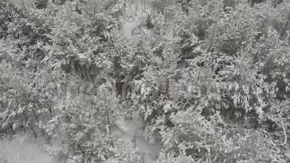 冬季山雪空中森林顶部景观视频的预览图