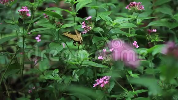 黄色的蝴蝶在粉红色的花朵周围飞舞视频的预览图