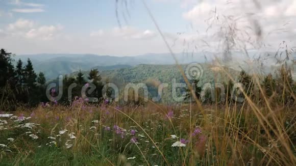 年轻迷人的黑发女人穿着便装穿过喀尔巴阡山山顶上的花草田野视频的预览图