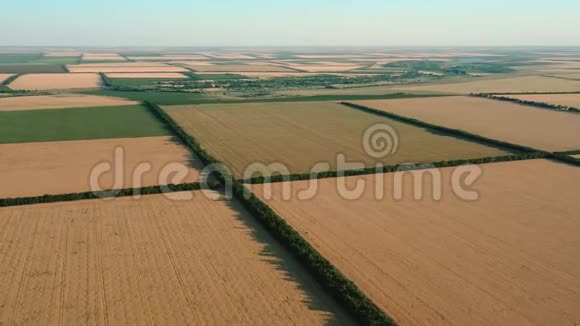 农田鸟瞰图不同成熟作物的长方形田地视频的预览图