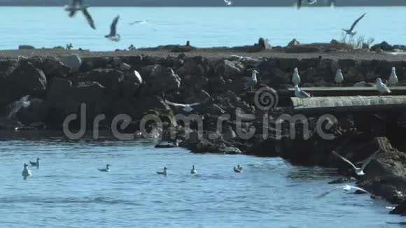 海鸥群在海边飞翔视频的预览图