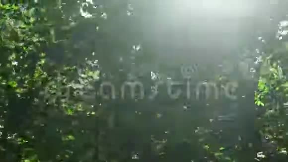 阳光照在树枝上视频的预览图