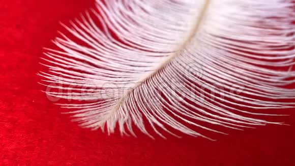 白色蓬松的鸵鸟羽毛躺在红色的背景上很容易在风中移动视频的预览图