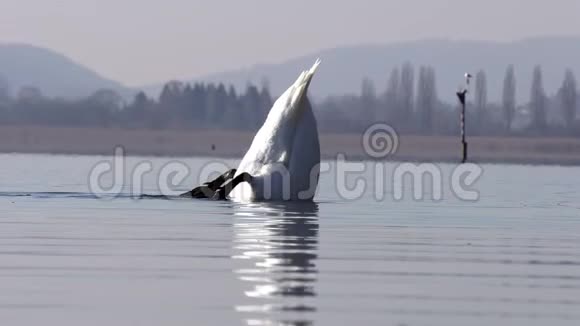 一只湖上的天鹅吃水中潜水的藻类视频的预览图
