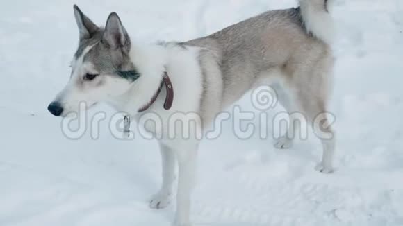 白色和灰色的狗在雪地上少女抚摸着狗在雪地森林里散步青少年玩可爱的狗视频的预览图