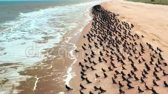一群野生黑鸟在海上迁徙视频的预览图