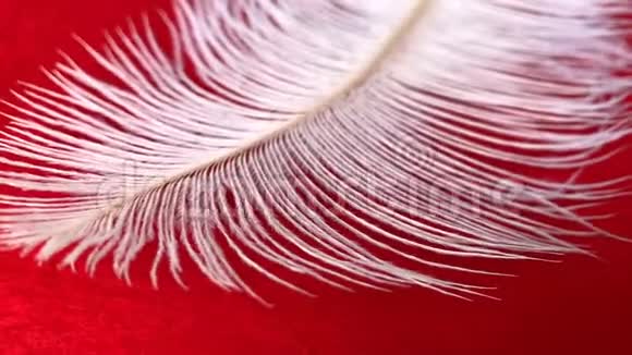 白色蓬松的鸵鸟羽毛躺在红色的背景上很容易在风中移动视频的预览图