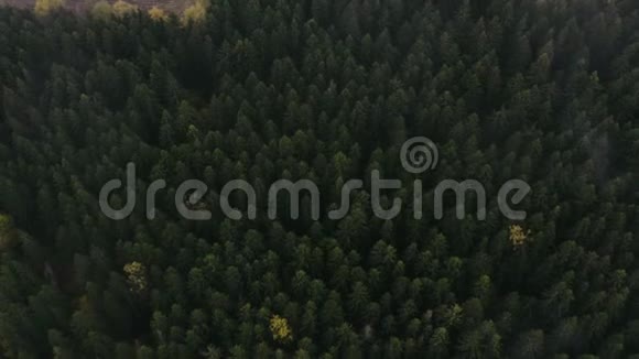 飞越美丽的绿色森林高质量的空中无人机绿色树木射击视频的预览图